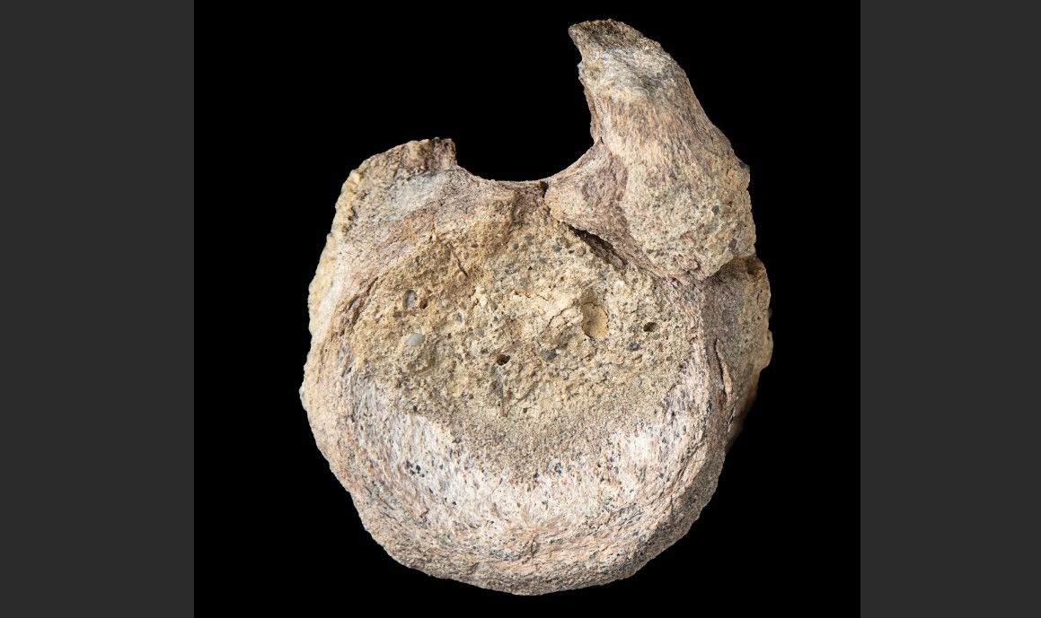 Fosil i rrallë dinosauri nga Antarktida, zbuluar në sirtar