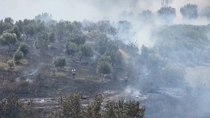Zjarri në Fier, flakët përfshijnë ullishten në Drizë