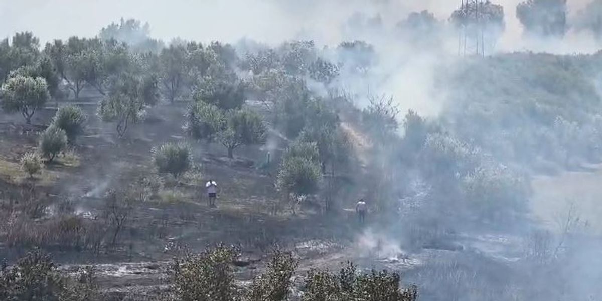 Zjarr në ullishte në Fier, ndërhyrja vështirësohet