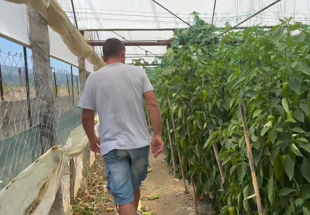 Fermerët e Cërrikut: Speci ngelet në sera, humbje të mëdha