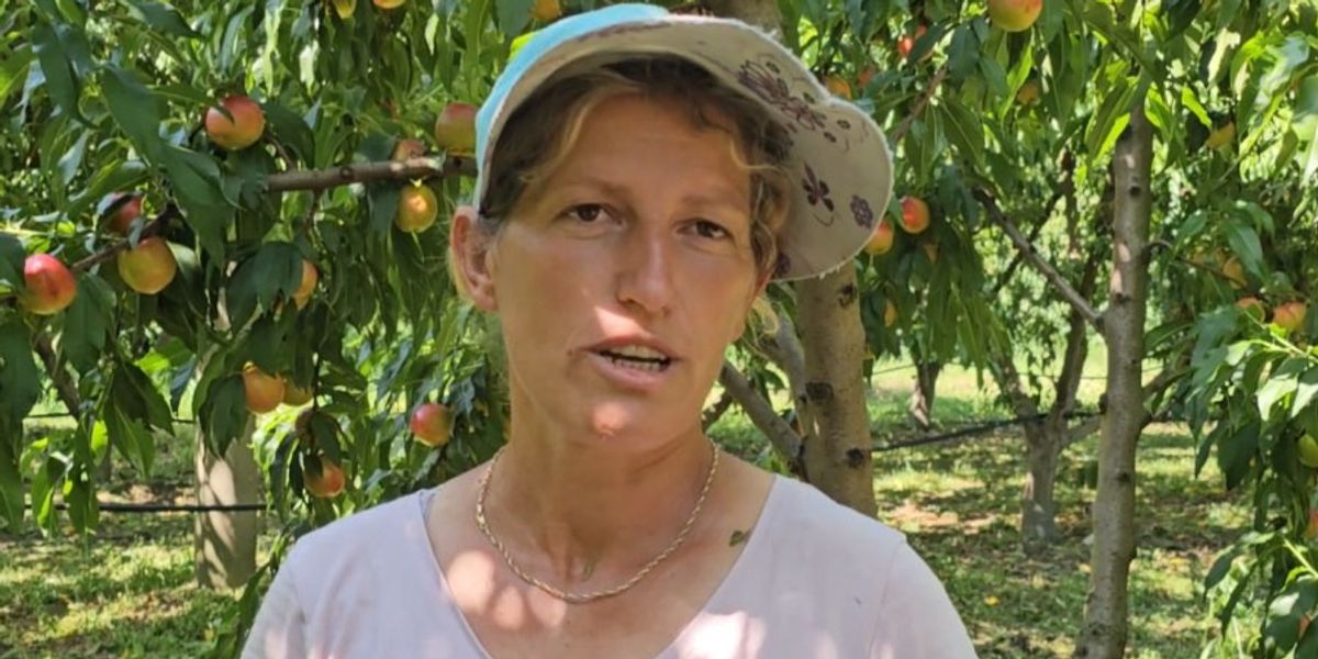 Pjeshka, fermerët e Cërrikut ankohen për çmimin e ulët