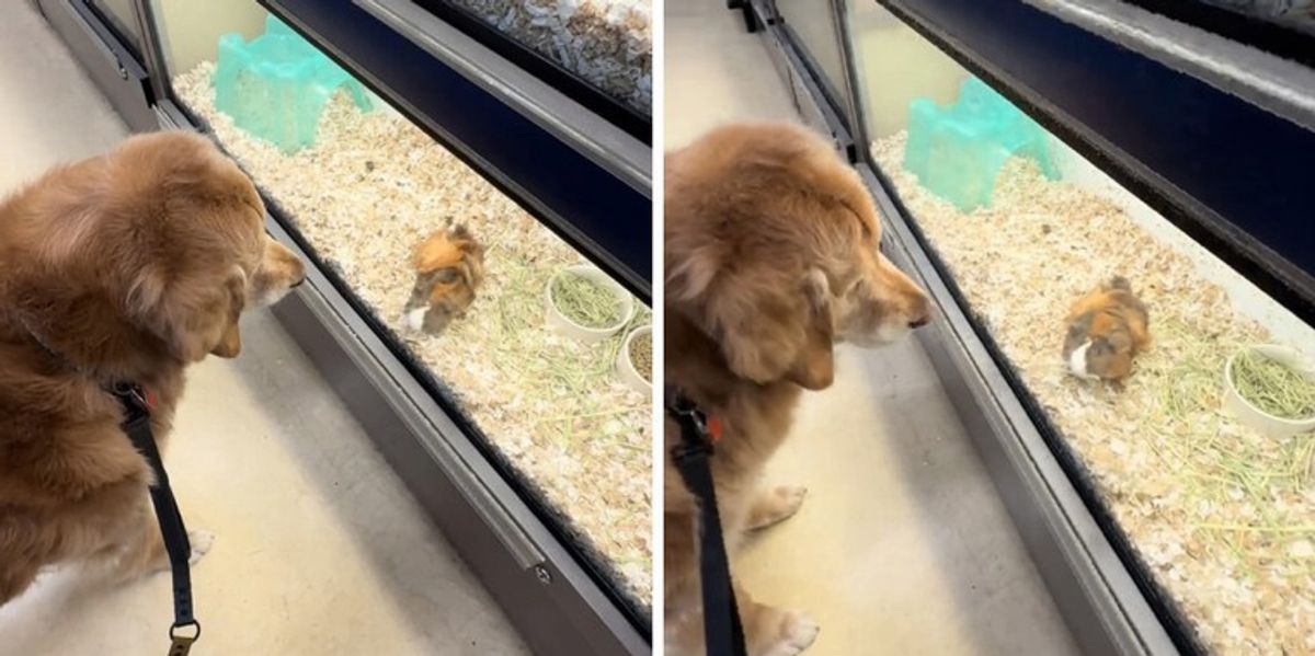 Retriever kureshtar, mahnitet nga derrat e Guinesë