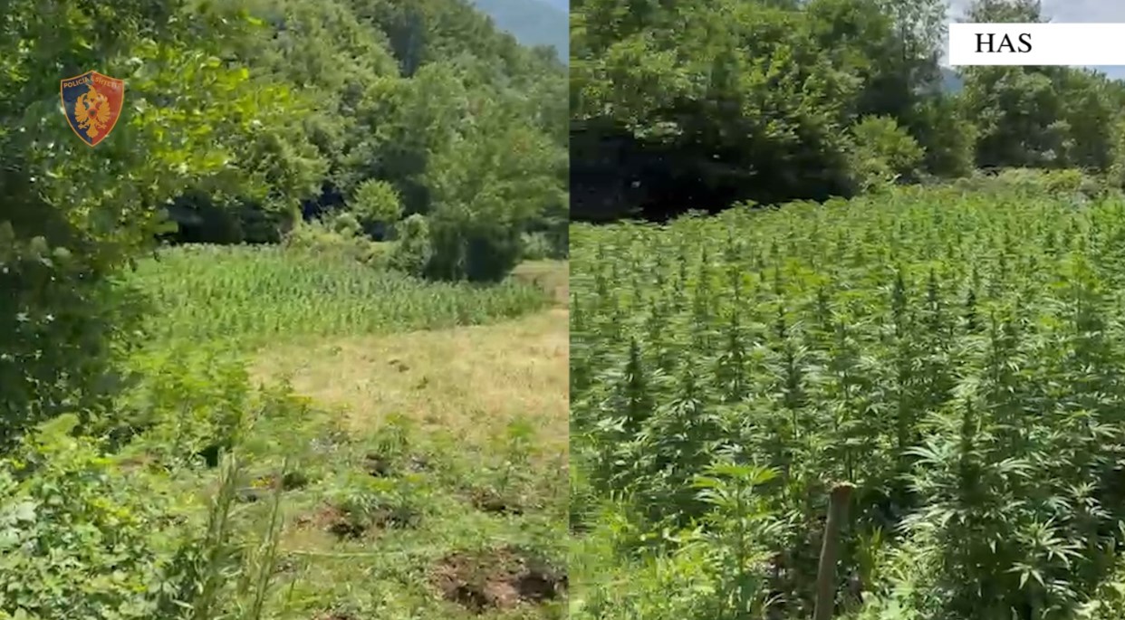 Kanabis në Has, arrestohen babë e bir dhe kryeplaku