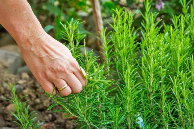 Bimët mjekësore, thesar i paçmuar i Dibrës