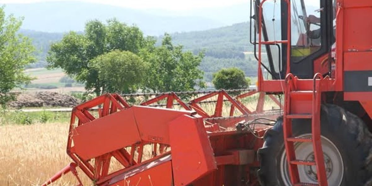 Viti nis korrje-shirjet, 3 mijë hektarë grurë