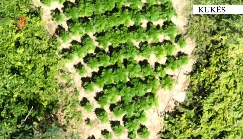 Kukës: Babë e bir në kërkim për kultivim kanabisi